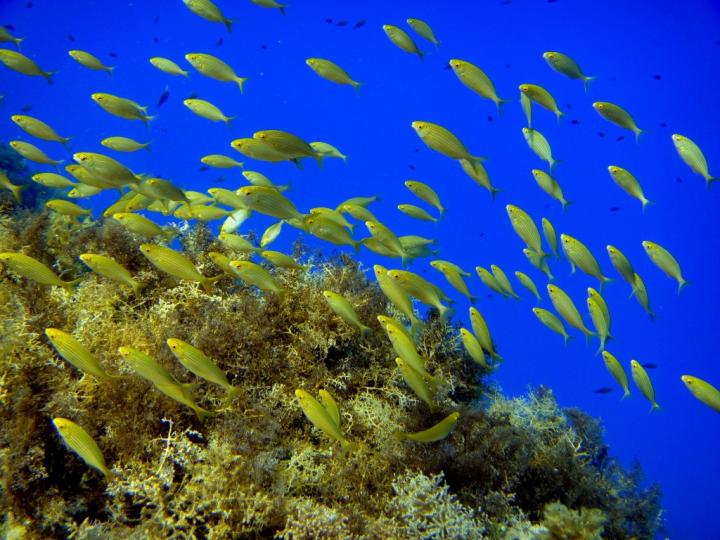 Dispersión de las larvas de peces en el Mediterráneo occidental 