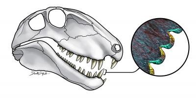 <I>Dimetrodon</i> Skull with Histological Thin Section Tooth Detail
