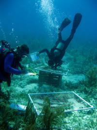 Divers with Derelict Lobster  Trap