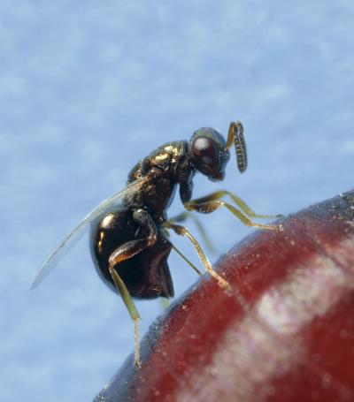 Why Such Differences in Wasp Wings? (1 of 4)