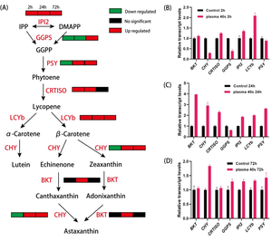 Scientists Reveal Epigenetic Regulation Mechanism of Stimulated Astaxanthin Accumulation in H. Pluvialis