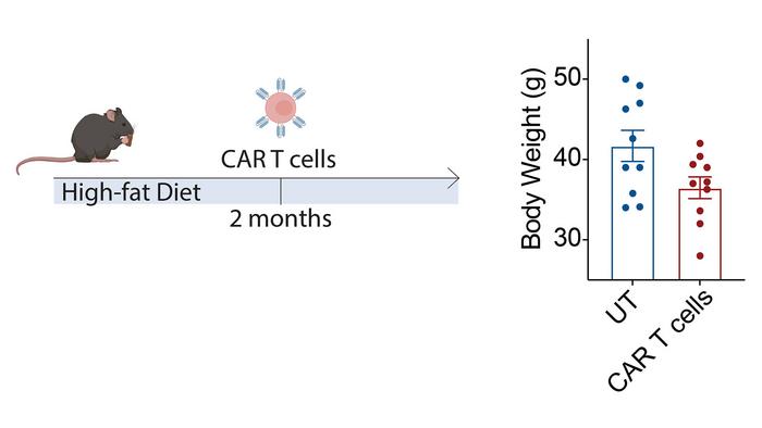 Chart showing affect of CAR T cells and diet on body weight of mouse