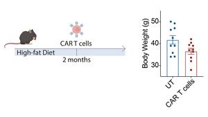 Chart showing affect of CAR T cells and diet on body weight of mouse