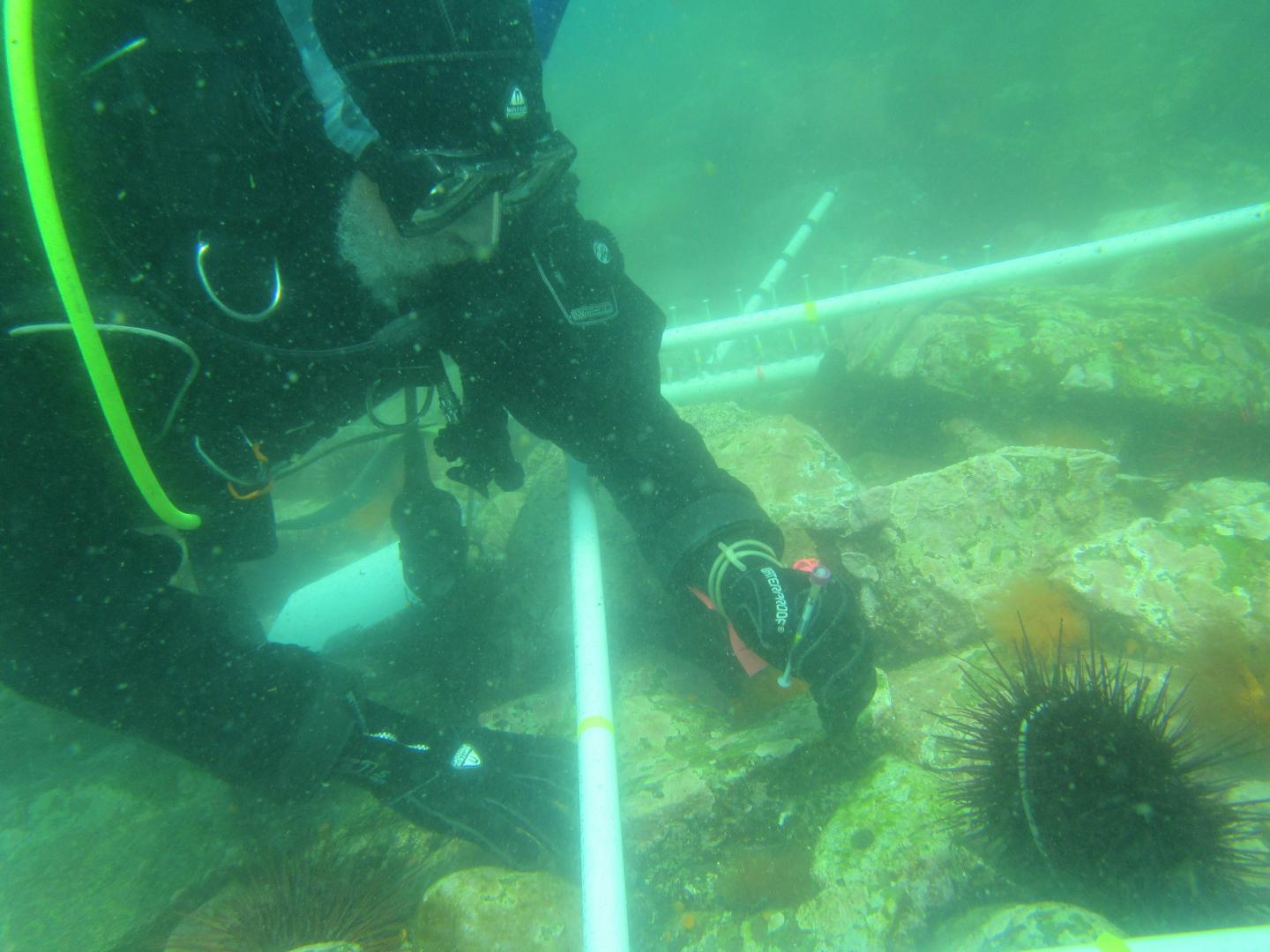 Keeha Levitan, Florida State University