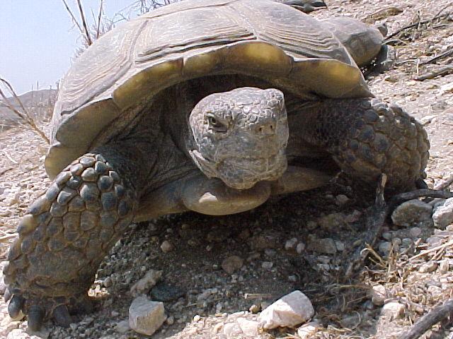 Agassiz's Desert Tortoise