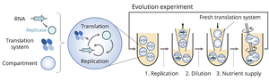 RNA evolutionary experiment