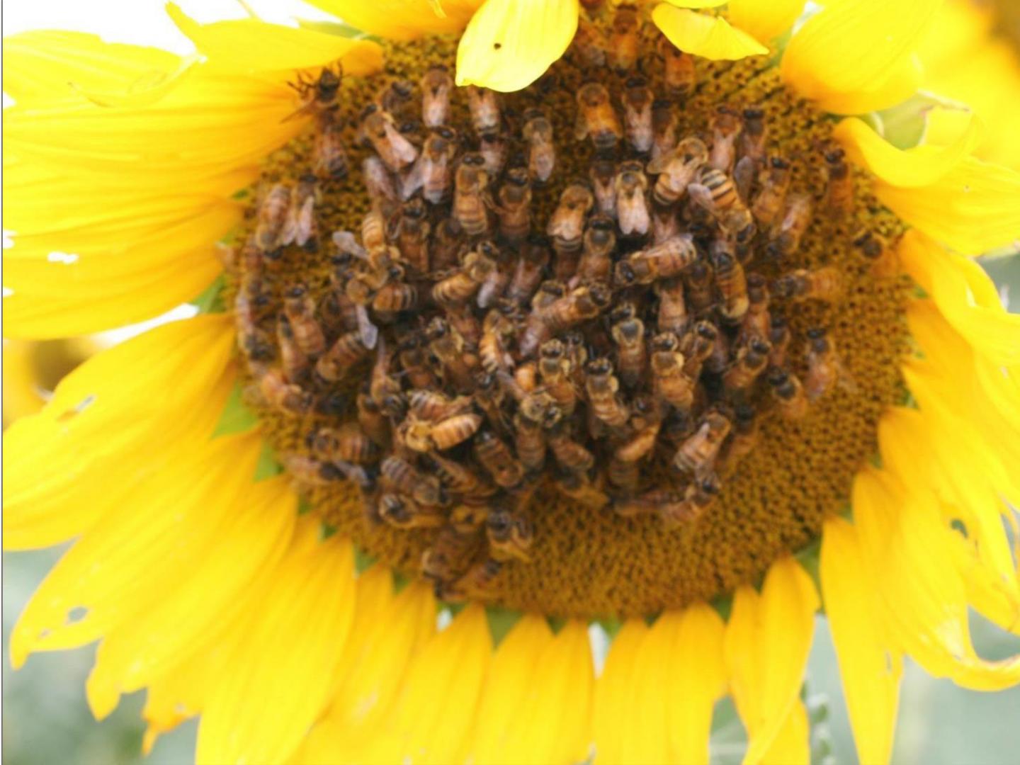 Trained Bees on Sunflower