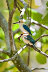 Tuamotu Kingfisher