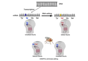 Without RNA editing fruit flies cannot detect odors that warn of danger or engage in social interactions necessary for survival