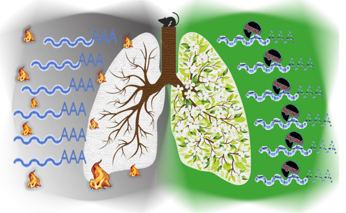 Regnase-1 to regulate lung inflammation in mice