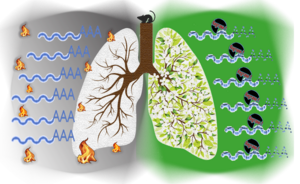 Regnase-1 to regulate lung inflammation in mice