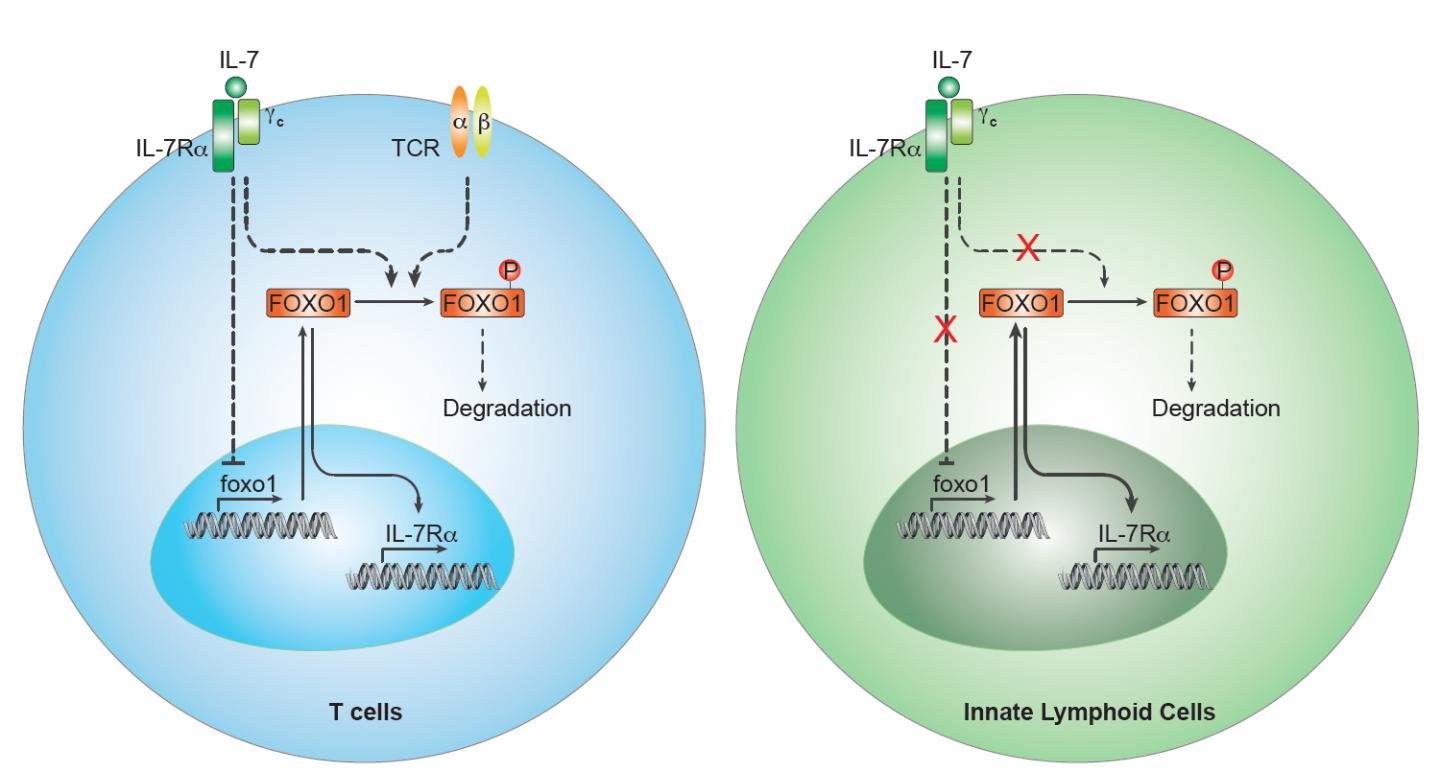 IL7 Receptor Expression is Regulated Differently in T Cells and Innate Lymphoid Cells