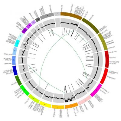 Circos Plot of a Breast Cancer Genome