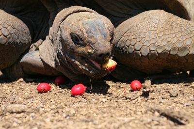 Aldabra Tortoise, (<I>Aldabrachelys gigantea</I>) (3 of 3)