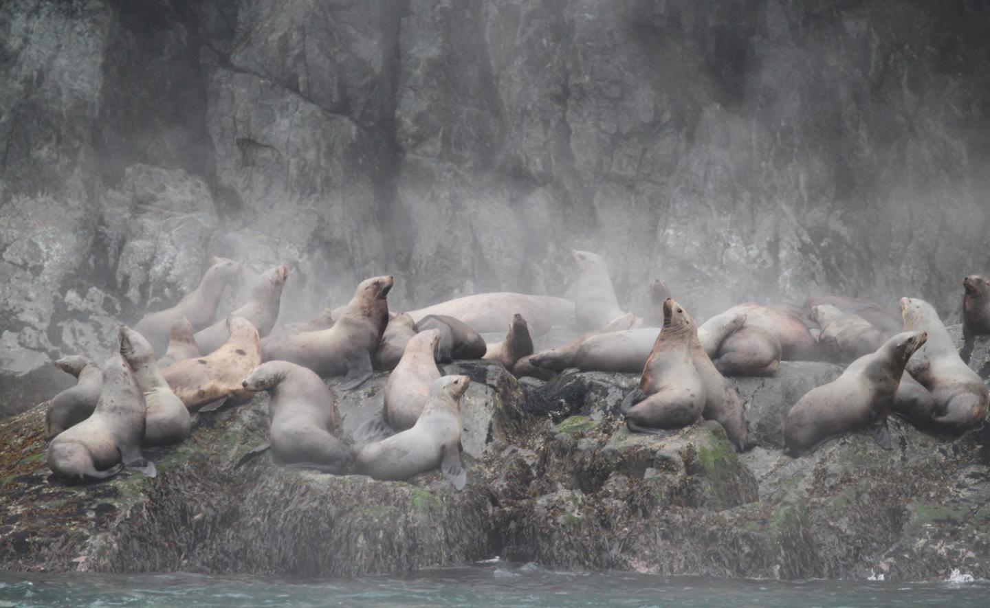 Steller Sea Lions