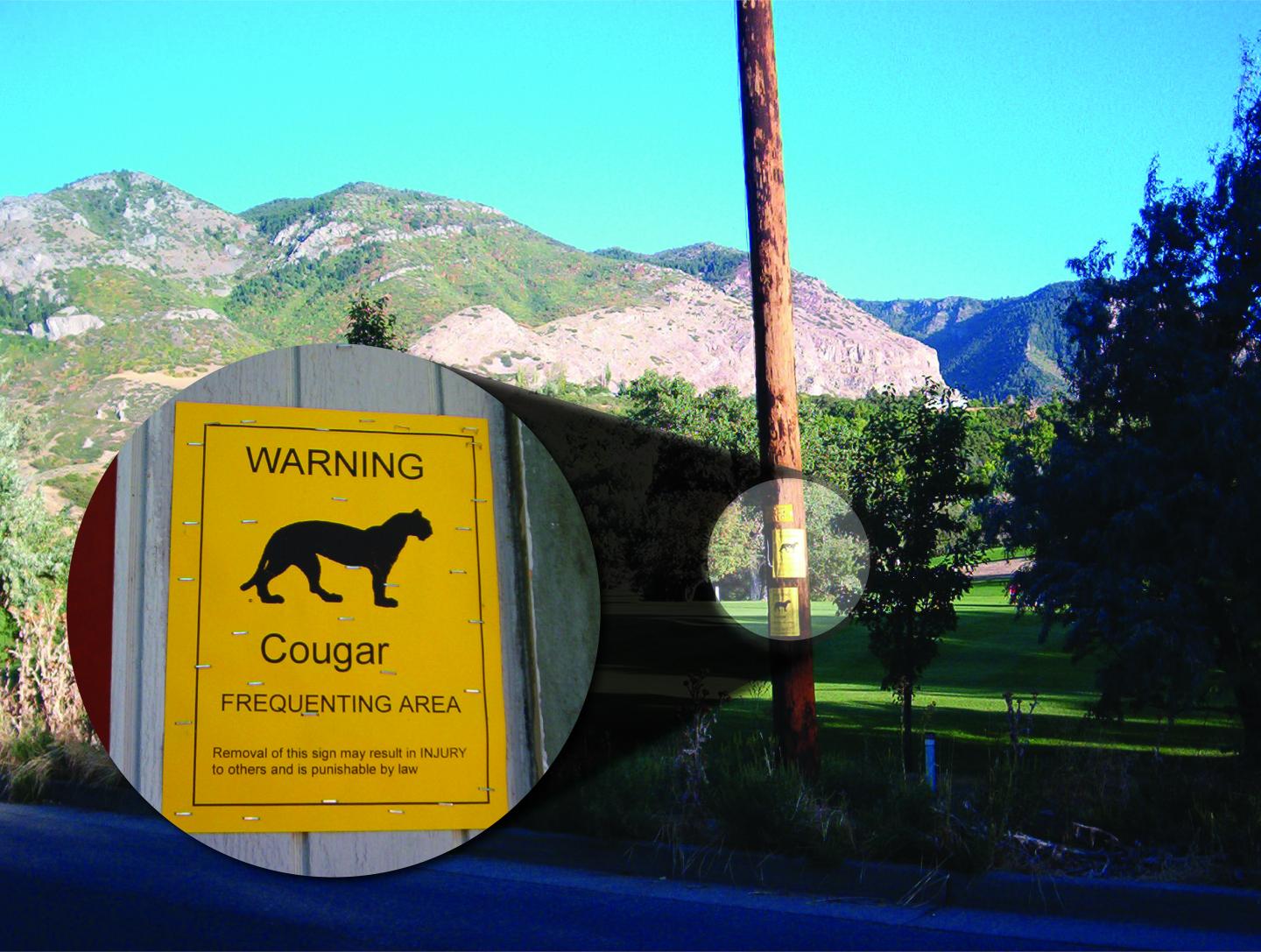 Cougar warning