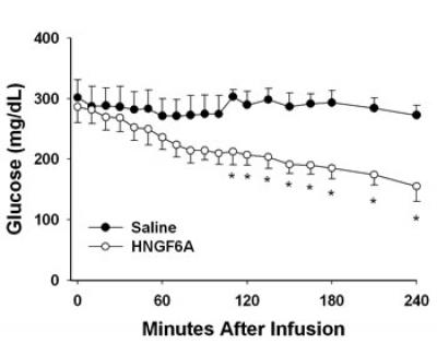 Humanin's Impact on Glucose Levels