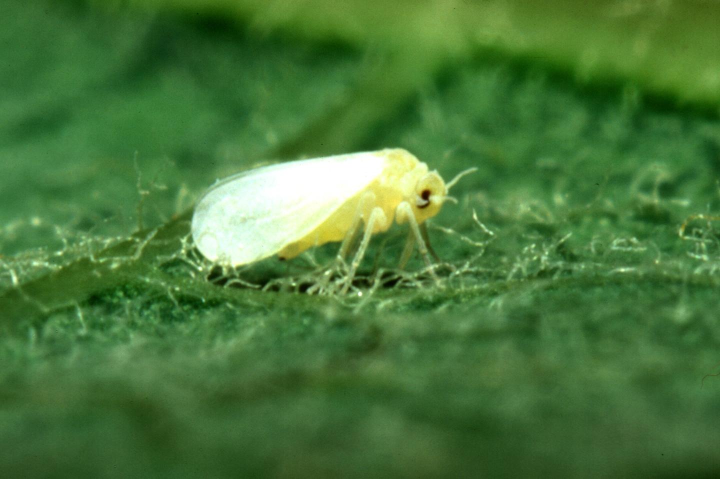 Privilege insecticide controls the whitefly!