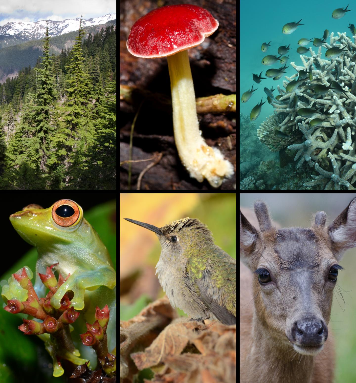 Marine and terrestrial species