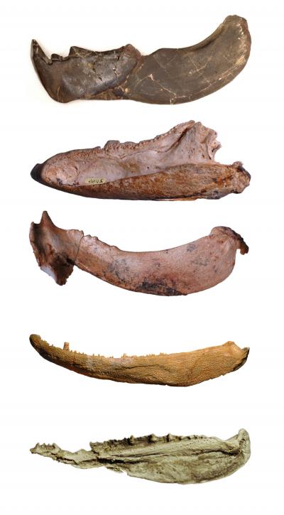 Examples of Fossil Jaws