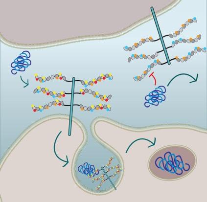 Tau Uptake Through HSPGs