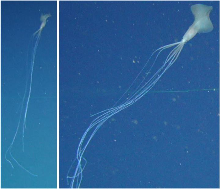 Rare Deep Sea Bigfin Squid Sighted In Australian Waters For First Time