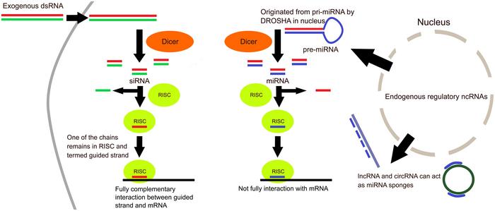 Types of ncRNAs and their places of action