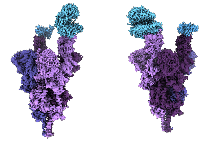 Atomic structure of Omicron variant spike protein