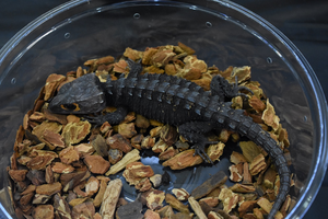 Red-eyed crocodile skink