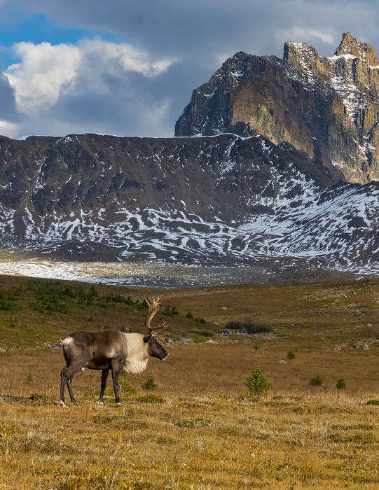 Genetic legacy of last glaciation influences reindeer’s seasonal migrations