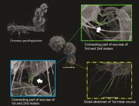 Scanning Electron Microscopy Images