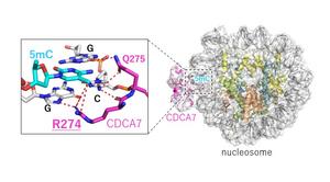 CDCA7 specifically binds to hemi-methylated DNA in the nucleosome