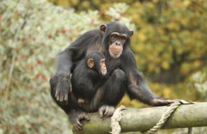 Photo: Apes Remember Friends They Haven’t Seen for Decades