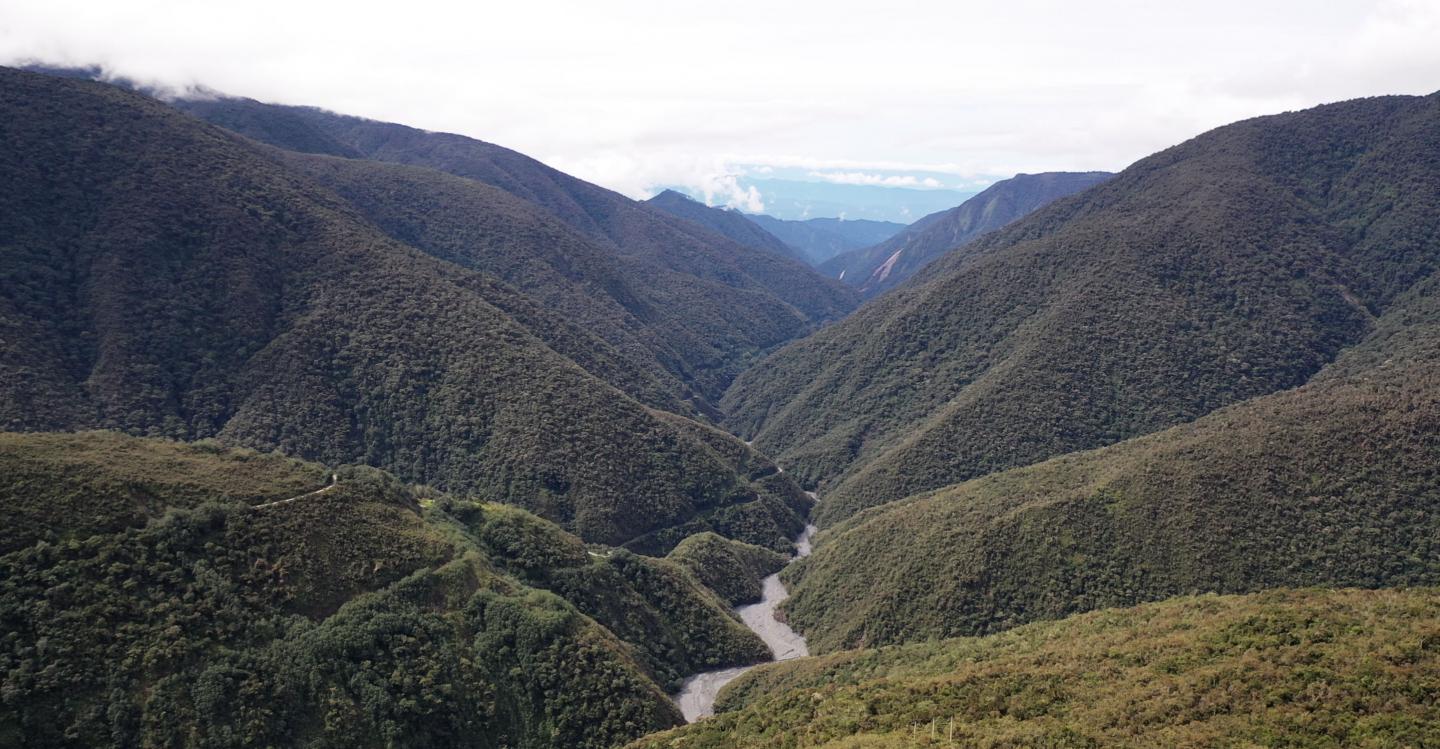 Forest along the Andes Mountains, Peru