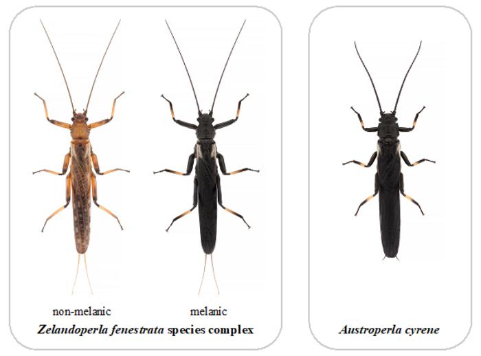 Mimic stonefly