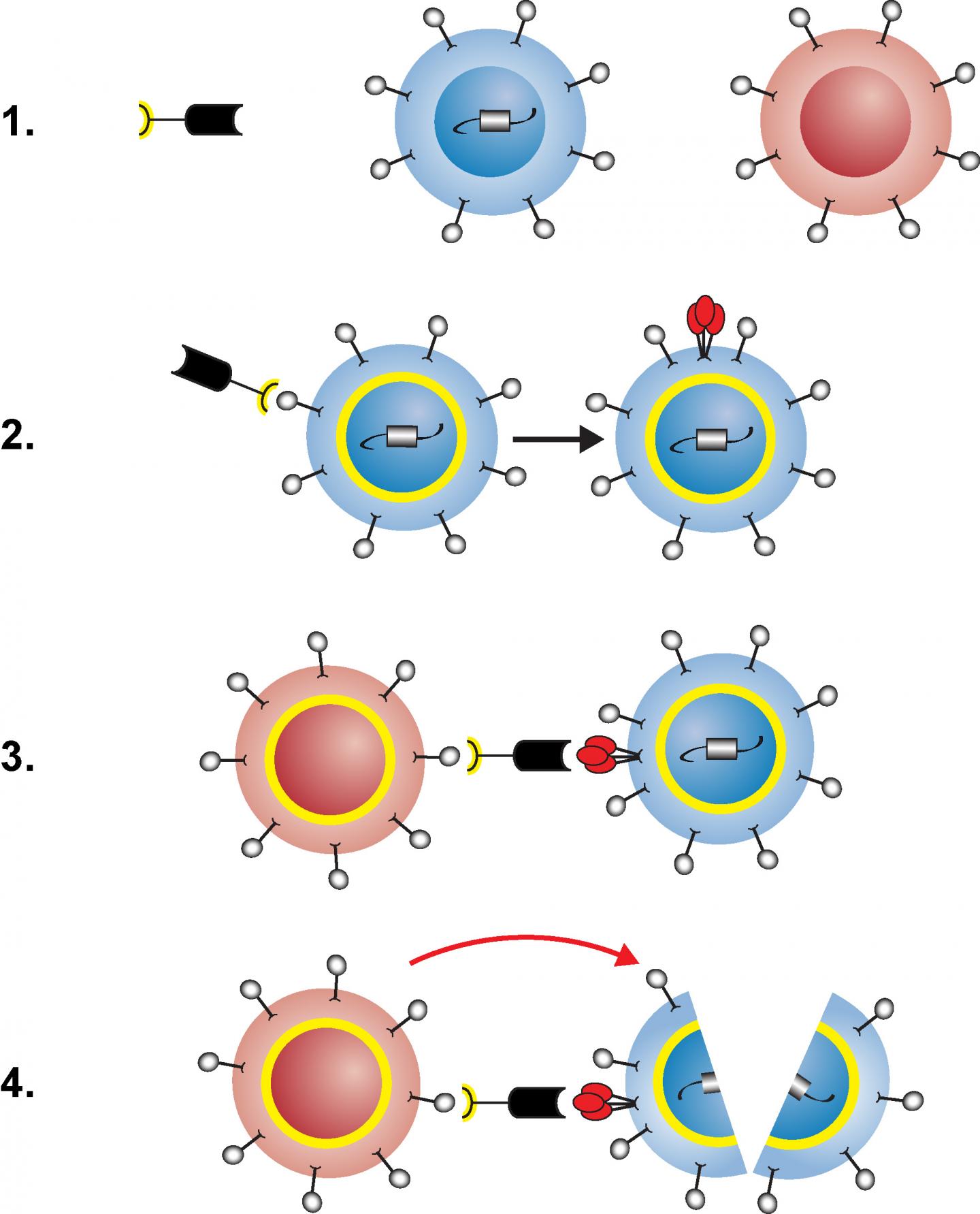 Engineered Protein Facilitates Destruction of Latently HIV-Infected Immune Cells