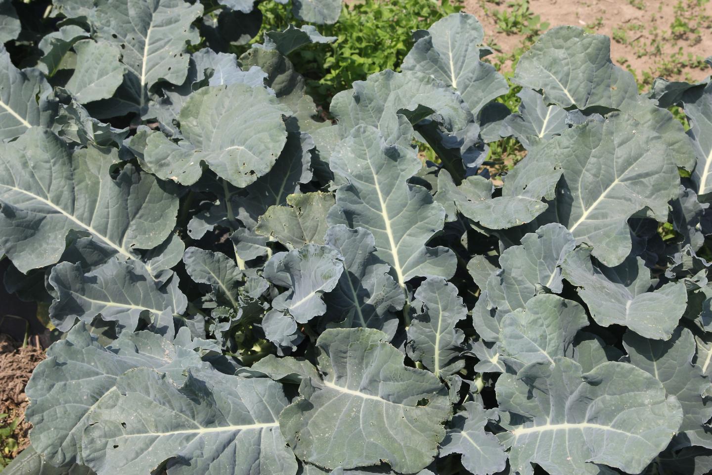 Working to Improve Food, Produce Safety