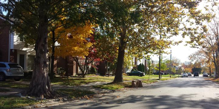 Why People Reject City Trees