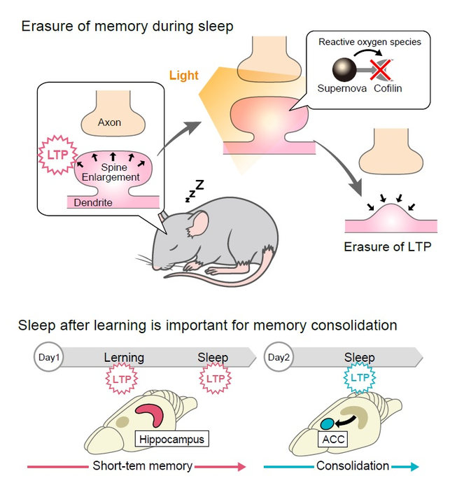 research on memory erasure