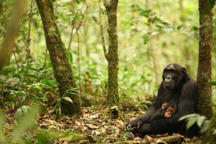 Mother and baby chimpanzee