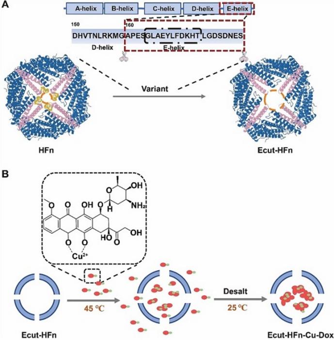 Efficient Loading of Chemotherapy Drugs Achieved Using a Novel Heat-Sensitive Ferritin Mutant