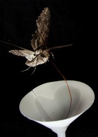 Moth Attracted to Scent in Lab Test