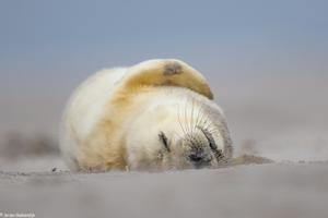 Grey seals during the pupping season in the Dutch Wadden Sea