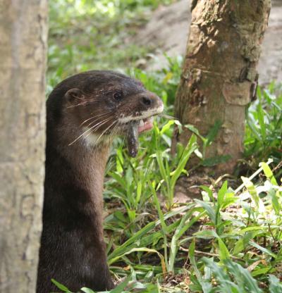 World's only captive hairy-nosed otter gets n | EurekAlert!