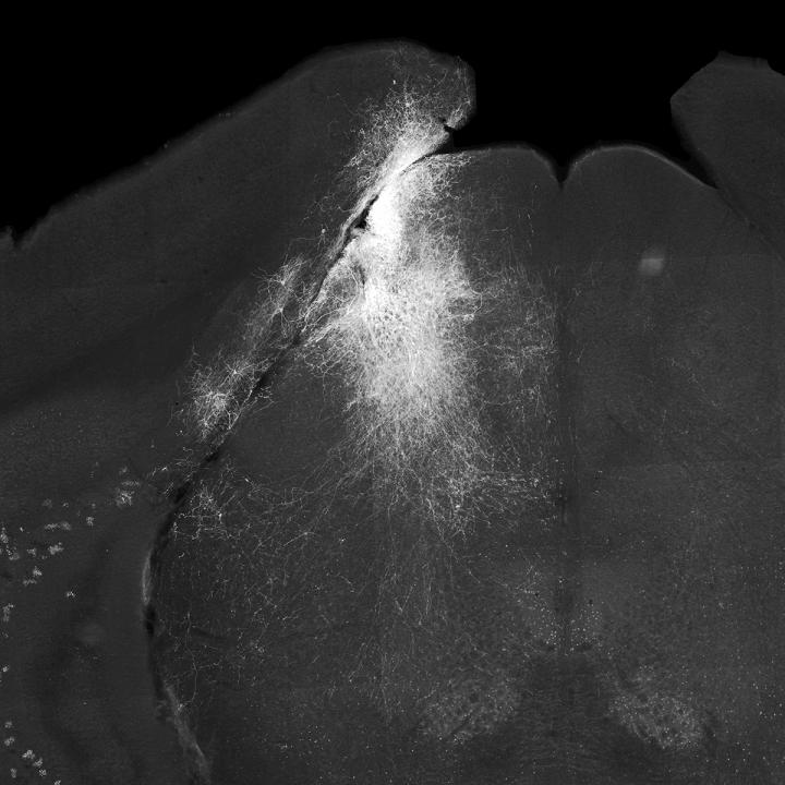 Mouse Superior Colliculus