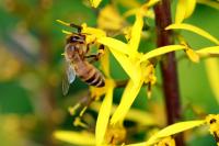 Honeybee (Apis Mellifera)