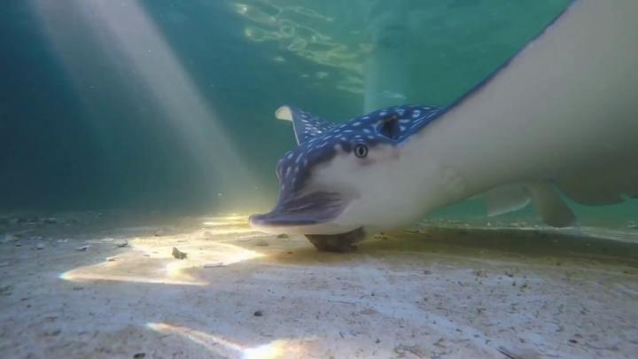 Whitespotted Eagle Ray Consumption Noises Revealed