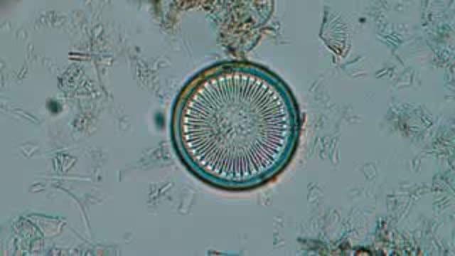 Diatom Algae Populations Tell a Story about Climate Change in Greenland