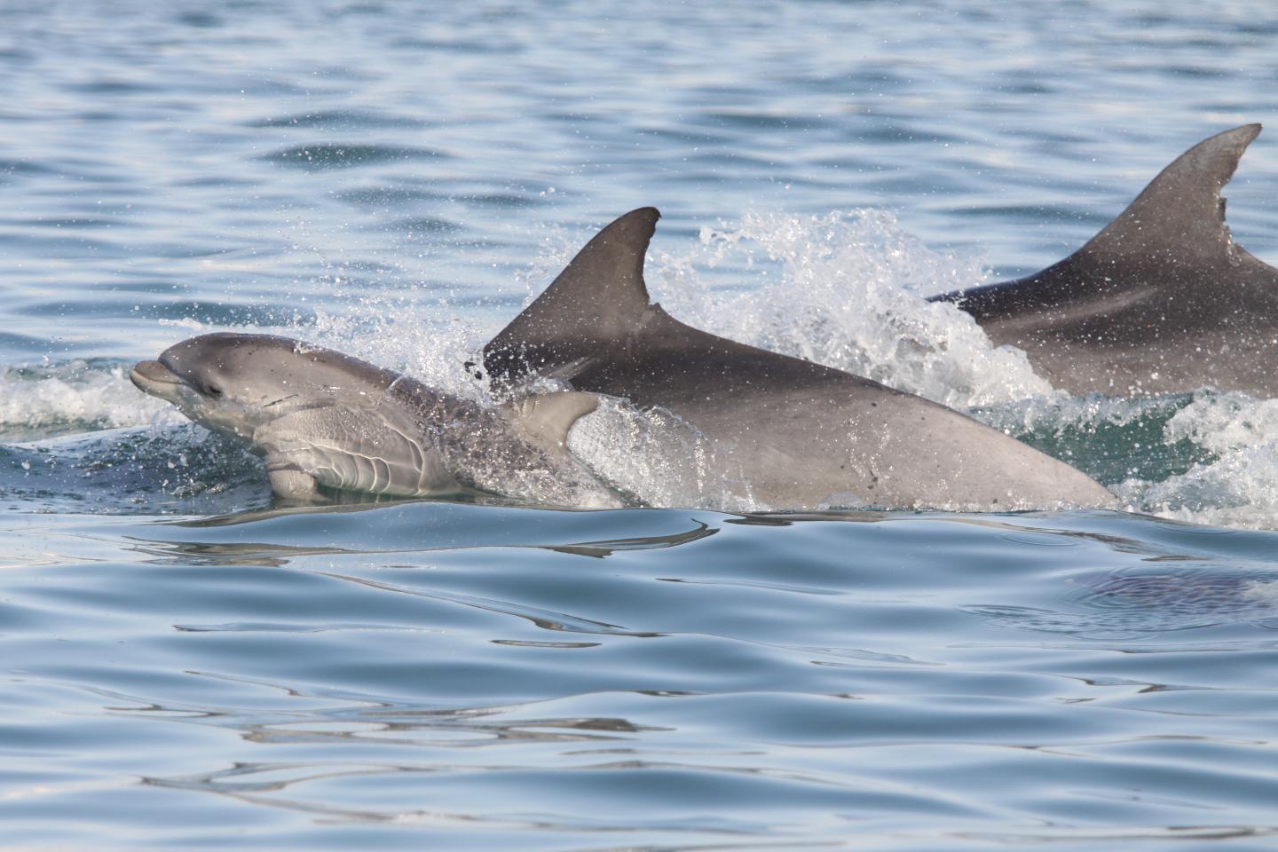 Bottlenose Dolphin Family