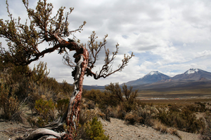 Parque Nacional Sajama，萨哈马（玻利维亚）。只有少数植物物种出现在最高海拔，如玻利维亚高原上的这些 Polylepis 树。